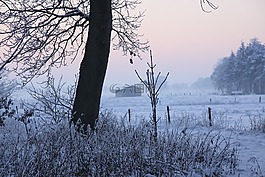 冬天,樹,雪