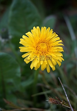 花,蒲公英,性質(zhì)
