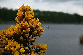 花,黃色,黃色的花