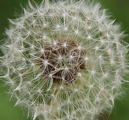蒲公英,自然,花