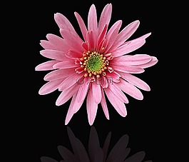 花,植物,花瓣