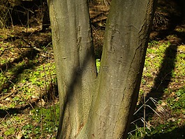 樹干,樹皮,樹