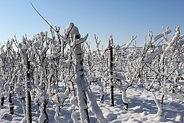 雪,冬天,冰