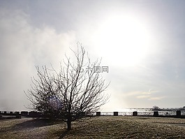 樹,景觀,秋