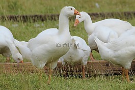 鵝,國內(nèi)鵝,白