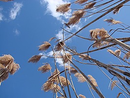 草,高大,天空