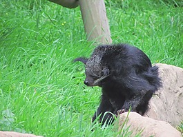 未知,動物園,毛茸茸的