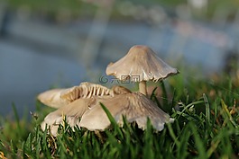 蘑菇,牛肝菌,真菌
