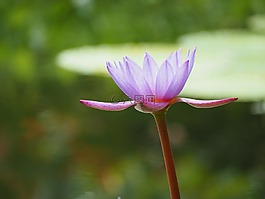 睡蓮,水生植物,鮮花