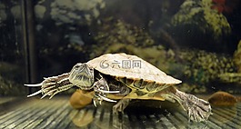 烏龜,krasnouhov,水族館