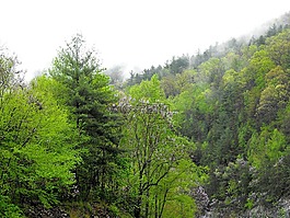 山,樹,綠色