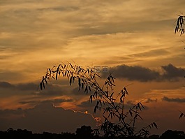 日落,竹林,显示在天空