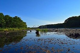 湖,樹,上午