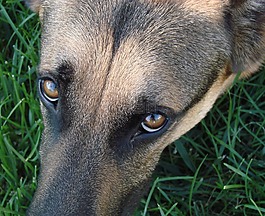 德國牧羊犬,狗,動物