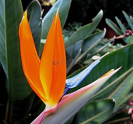 花,橙色,光明