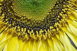 太陽花,宏,關(guān)閉