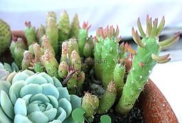 仙人掌,花,植物