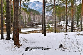 森林,雪,河