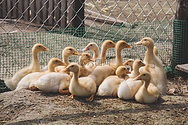 動物,鳥,鴨子