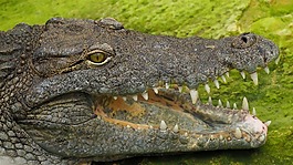 動物,爬行動物,動物區(qū)系