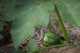 植物,南瓜,葉