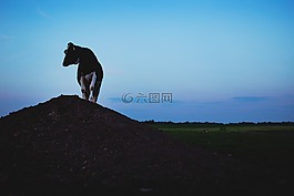 動物,哺乳動物,牛