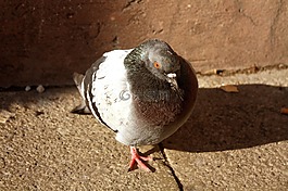 鳥,鴿子,自然