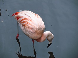 火烈鳥(niǎo),動(dòng)物園,水