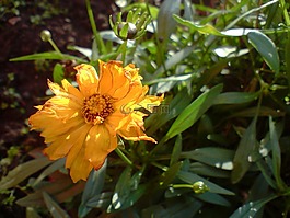 花卉,鮮花,黃色