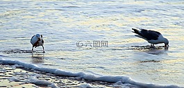 海鷗,吃,水