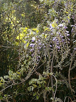 紫藤,春天的花朵,森林