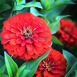 紅色,秋天,鮮花