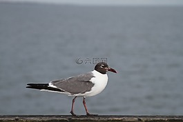 鳥(niǎo),自然,野生生活