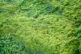 綠色,苔,紋理