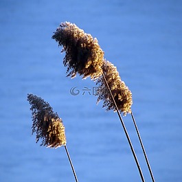 草,高大,花序