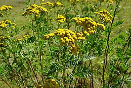 tansy,花,黃色