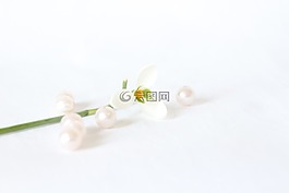 很好,植物,白