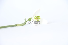 白,背景,花卉