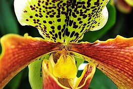 蘭花,花,綠色