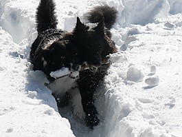 狗,黑色,雪