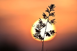 草,太陽,宏