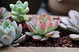 多肉,春天,盆栽