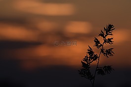 草,宏,日落