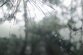 雨季,針葉,綠色