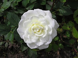 花卉,白玫瑰,玫瑰