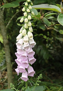 鮮花,花園,自然