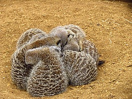 貓鼬,擁抱,沙