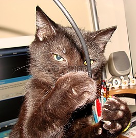 猫,计算机电缆,播放