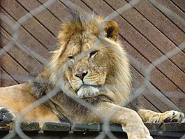 獅子,貓,野生