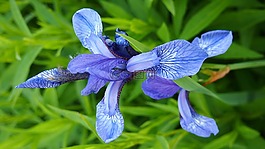 驚喜,野生花卉,生活的本質(zhì)